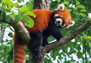 Obrázek z Pohlednice 3D 16cm - panda červená(25) 
